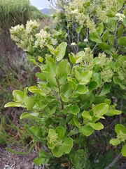 Olea capensis