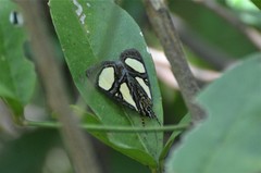 Agoma trimenii