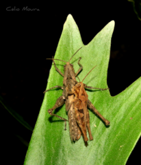 Xyleus discoideus angulatus