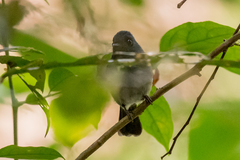 Trochocercus nitens