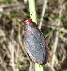 Oxyhaloa deusta