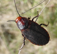 Oxyhaloa deusta