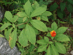 Arisaema tortuosum
