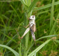 Entomophaga grylli