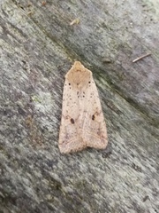 Agrochola blidaensis