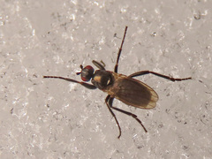 Crumomyia nitida