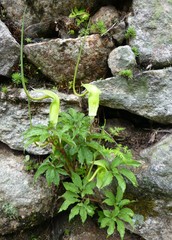 Arisaema tortuosum