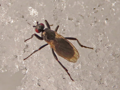 Crumomyia nitida