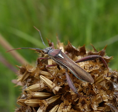 Mirperus jaculus