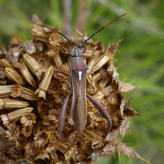 Mirperus jaculus