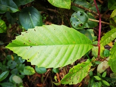 Dilleniaceae