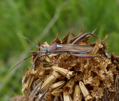 Mirperus jaculus