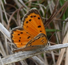 Lycaena clarki