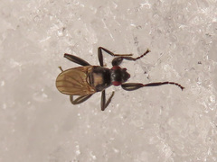 Crumomyia nitida