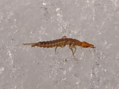 Nebriinae