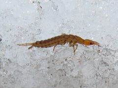 Nebriinae