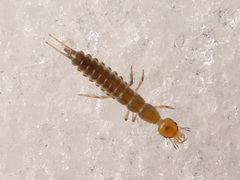 Nebriinae
