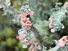 Cladonia beaumontii