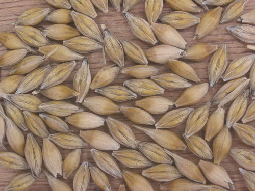 Cevada (Hordeum vulgare)