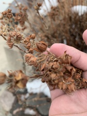 Dasiphora fruticosa