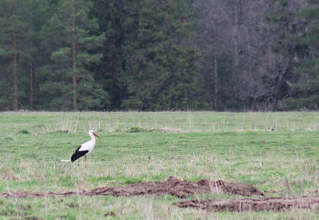 iNaturalist.org. В. Данилова, Кюстюмеры Чувашия, май 2014
