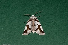 Declana egregia