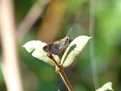 Callimormus saturnus