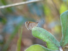 Callimormus saturnus