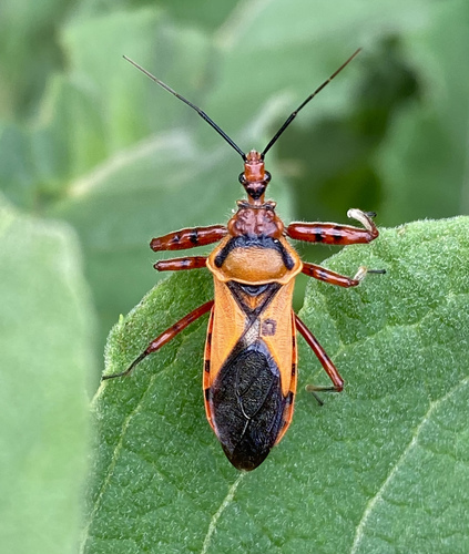 Genus Vitumnus · iNaturalist United Kingdom