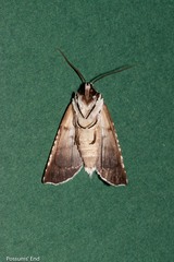 Declana egregia