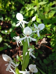 Habenaria entomantha