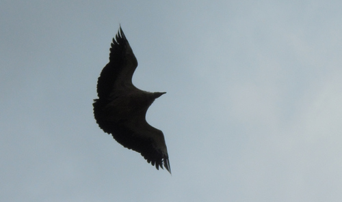 Gyps himalayensis