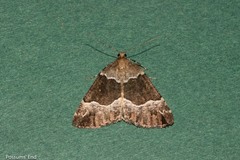 Pseudocoremia pergrata