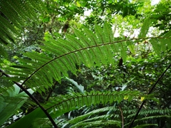 Dryopteris wallichiana