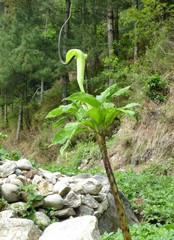 Arisaema tortuosum