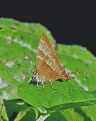 Micandra sylvana