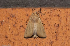 Ichneutica blenheimensis