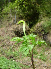 Arisaema tortuosum