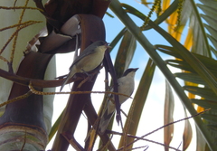 Microspingus cinereus