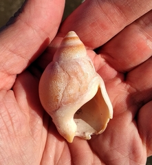 Buccinastrum deforme