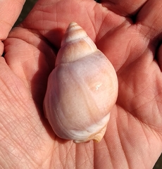 Buccinastrum deforme