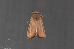 Ichneutica blenheimensis