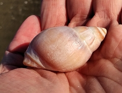 Buccinastrum deforme