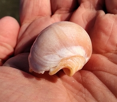 Buccinastrum deforme