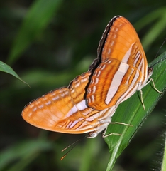 Adelpha cytherea