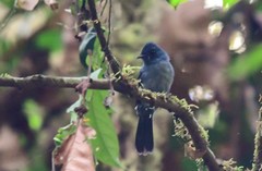 Elminia nigromitrata