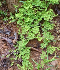 Selaginella myosurus