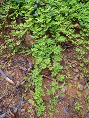 Selaginella myosurus