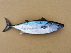 Sarda orientalis