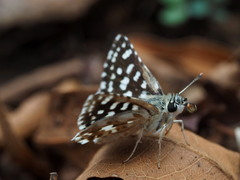 Spialia